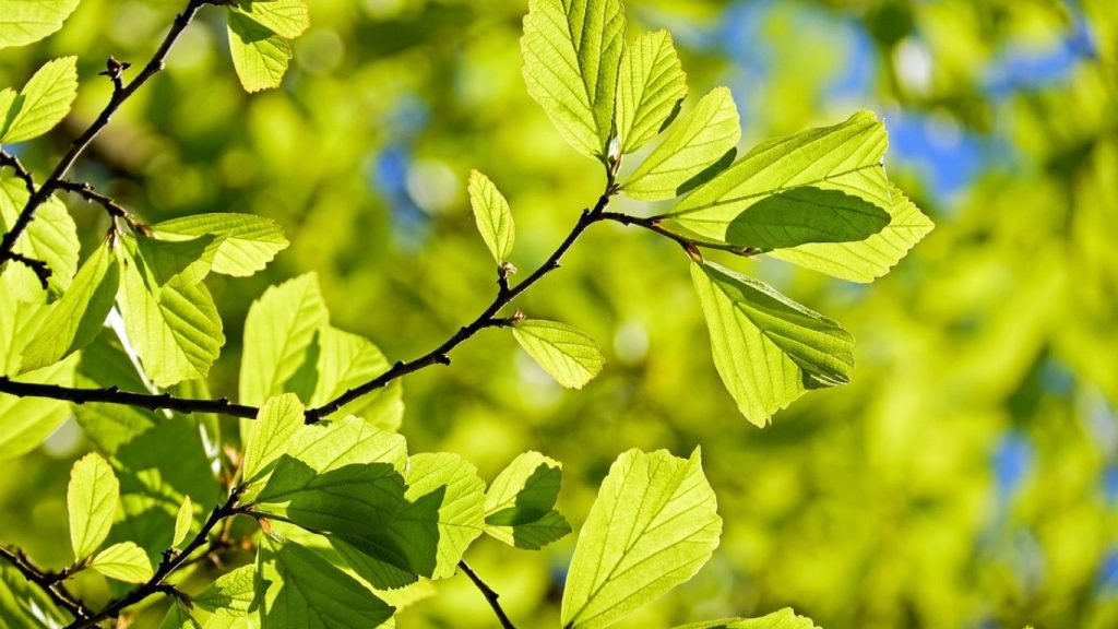 Benefits of Moringa for Skin