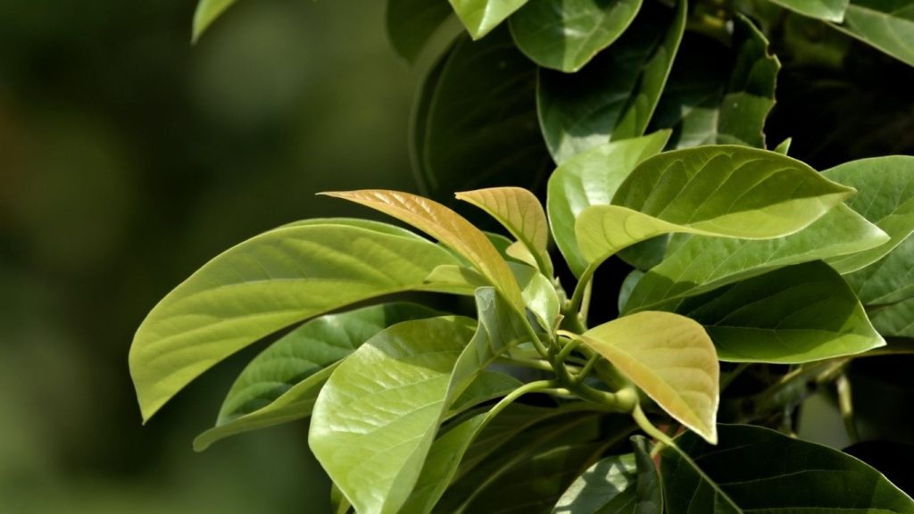 Benefits of Moringa for Skin