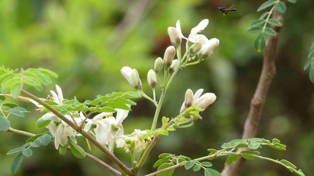 Benefits of Moringa for Skin