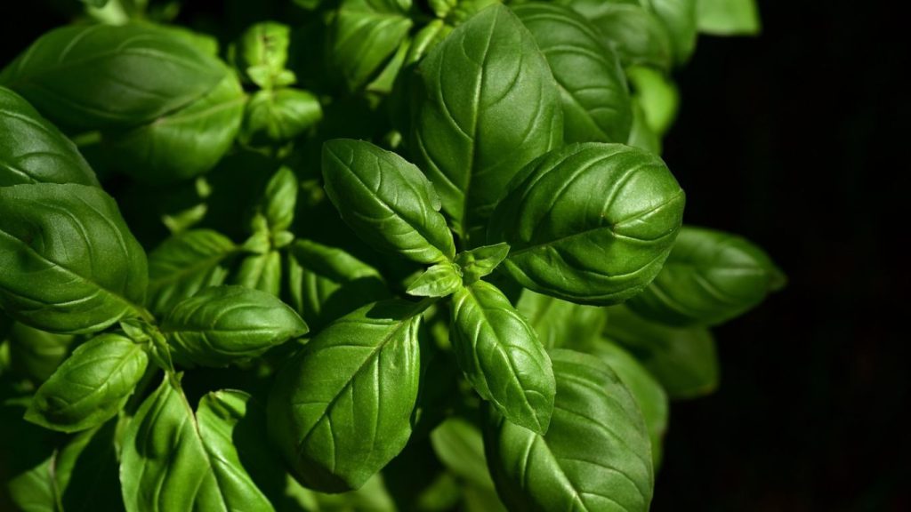 Herbs for Women Health: Boost Vitality Naturally 2025